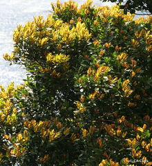 Metrosideros robusta