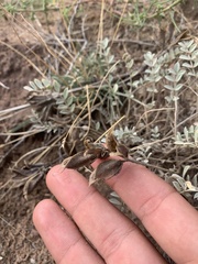 Astragalus missouriensis
