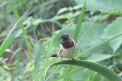 Spermestes cucullata scutata