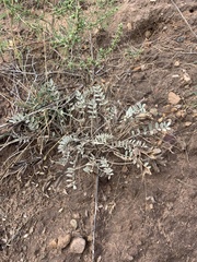 Astragalus missouriensis