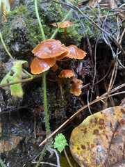 Lactarius rubidus