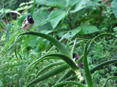 Spermestes cucullata scutata