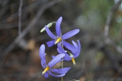 Conanthera bifolia