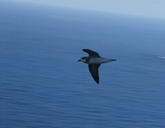 Pterodroma nigripennis