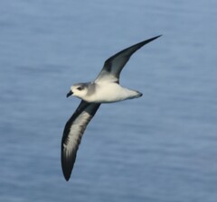 Pterodroma nigripennis