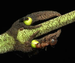 Camponotus latangulus