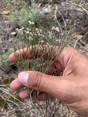 Eriogonum effusum