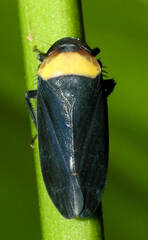 Iassinae