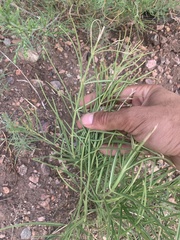Asclepias subverticillata
