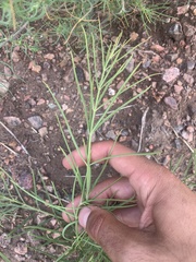 Asclepias subverticillata