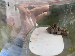 Agkistrodon laticinctus