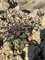 Eriogonum nidularium