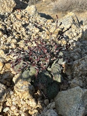 Eriogonum nidularium