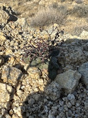Eriogonum nidularium