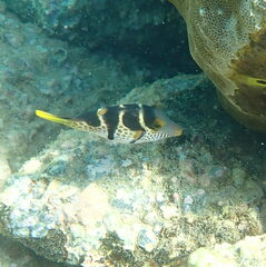 Canthigaster valentini