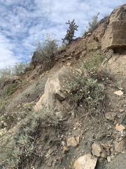 Eriogonum brandegeei