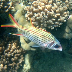 Neoniphon sammara