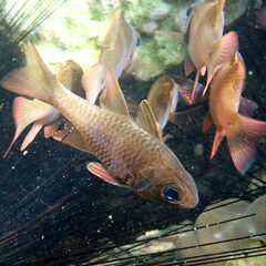 Ostorhinchus norfolcensis