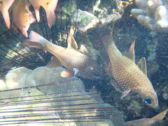 Ostorhinchus norfolcensis