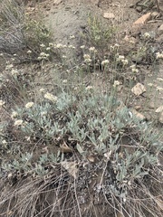 Eriogonum brandegeei