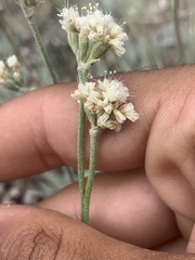 Eriogonum brandegeei