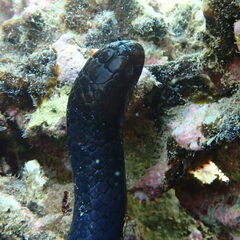 Emydocephalus annulatus