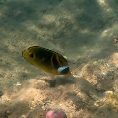 Chaetodon lunula