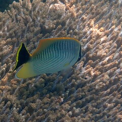 Chaetodon trifascialis