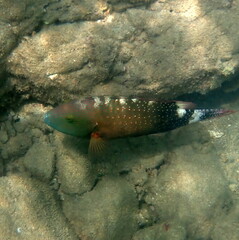 Cheilinus chlorourus