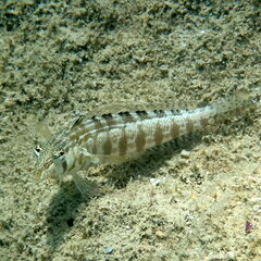 Parapercis australis