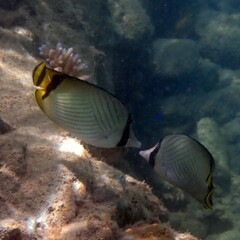 Chaetodon vagabundus