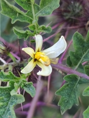 Solanum grayi