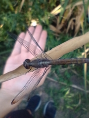 Erythrodiplax atroterminata