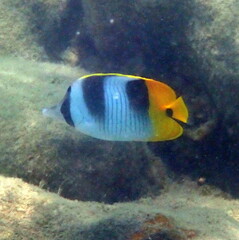 Chaetodon ulietensis