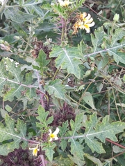 Solanum grayi