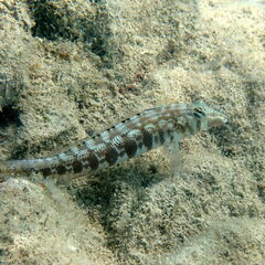 Parapercis australis