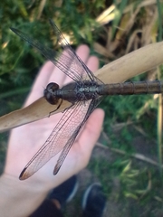 Erythrodiplax atroterminata