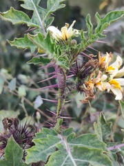 Solanum grayi