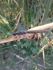 Erythrodiplax atroterminata