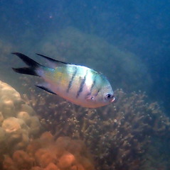 Abudefduf whitleyi