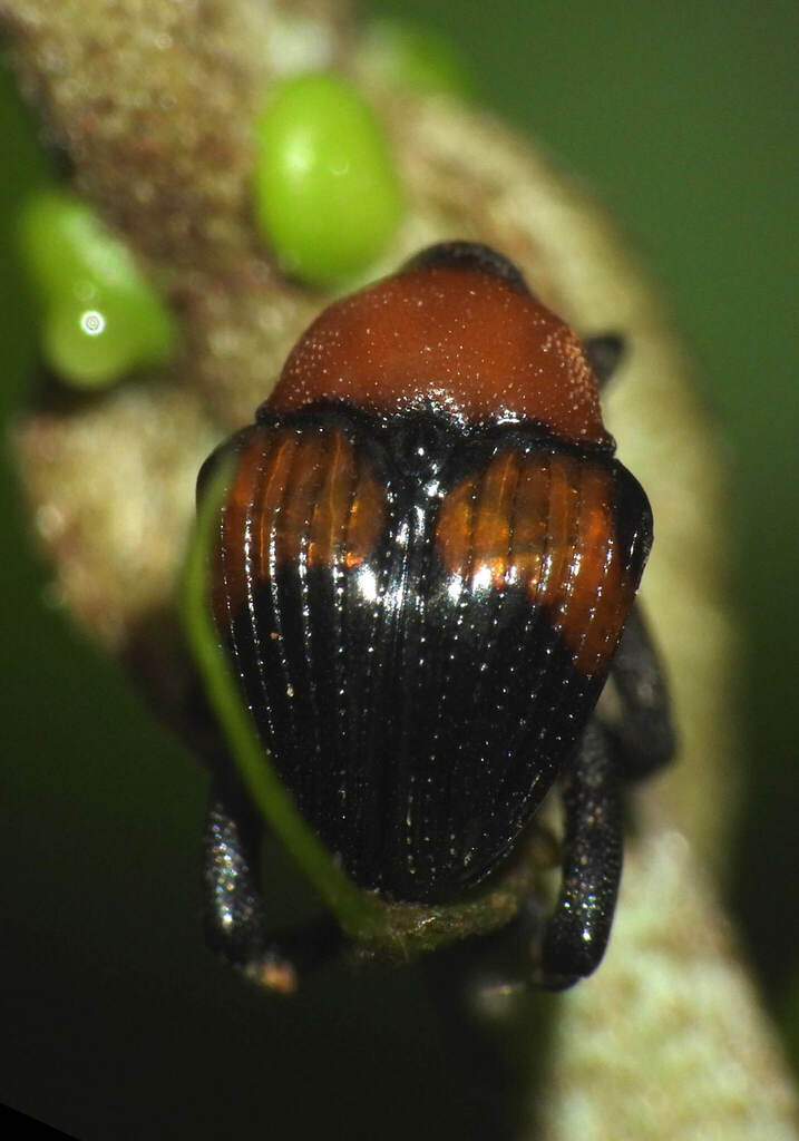 Testalthea puncticollis