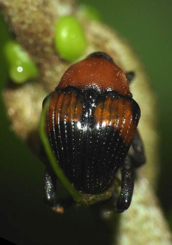 Testalthea puncticollis