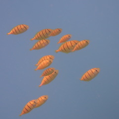 Gnathanodon speciosus