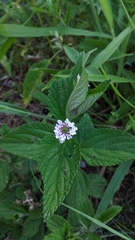 Verbenaceae