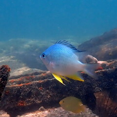 Amblyglyphidodon orbicularis