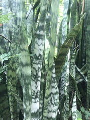 Sansevieria trifasciata