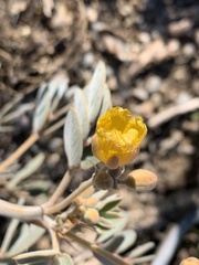 Senna covesii