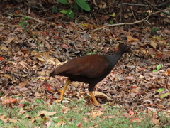 Megapodius reinwardt