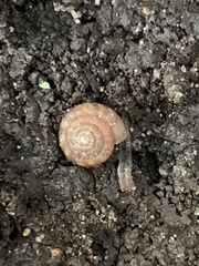 Discus rotundatus