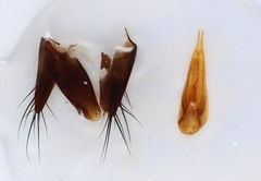 Tachyporus dispar